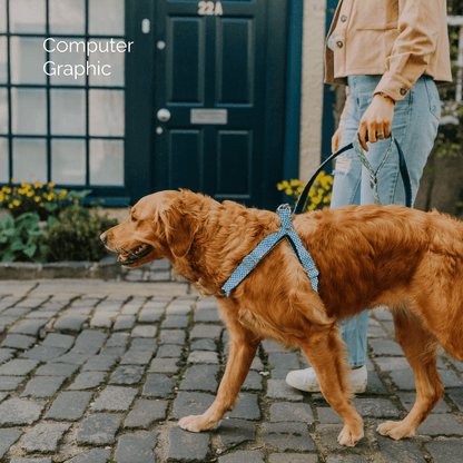 Bespoke Design: Dove & Turquoise - Harris Design - Luxury Dog Harness