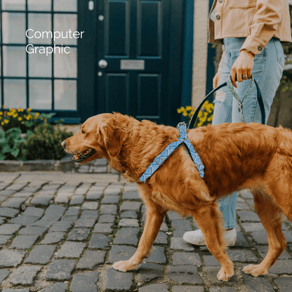Bespoke Design: Turquoise & Lilac - Barclay Design - Luxury Dog Harness