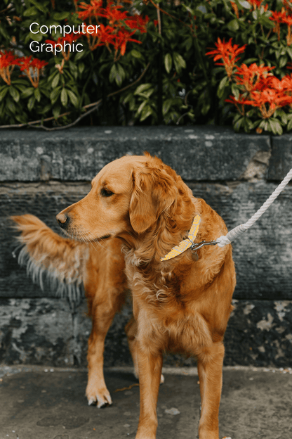 Bespoke Design: Dove & Yellow - Barclay Design - Handmade Dog Collar