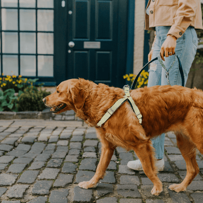 Bespoke Design: Ice Blue & Yellow - Harris Design - Luxury Dog Harness