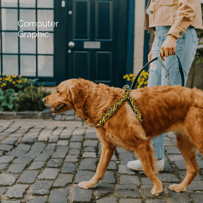 Bespoke Design: Purple & Yellow - Kerr Design - Luxury Dog Harness