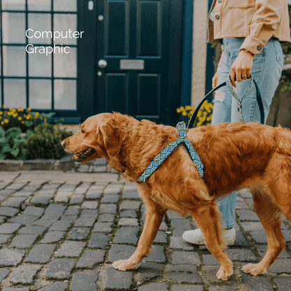 Bespoke Design: Royal Blue & Yellow - Barclay Design - Luxury Dog Harness